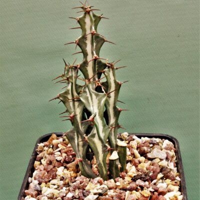 Euphorbia-knuthii-2. Southern Africa