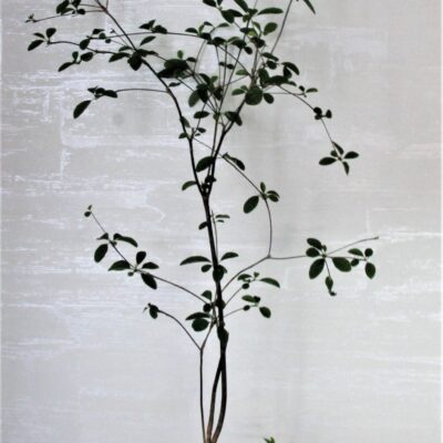 Euphorbia-mahabokensis-Sakaraha-Madagascar.Kubik
