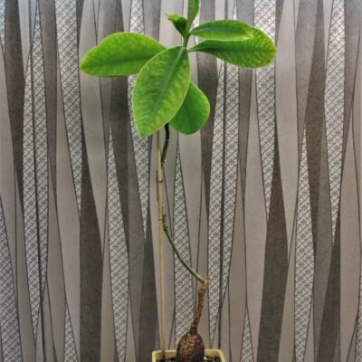 Euphorbia-maritae