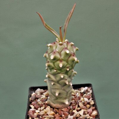Euphorbia-monteiroi-PV2628-1