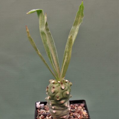 Euphorbia-monteiroi-PV2628-2