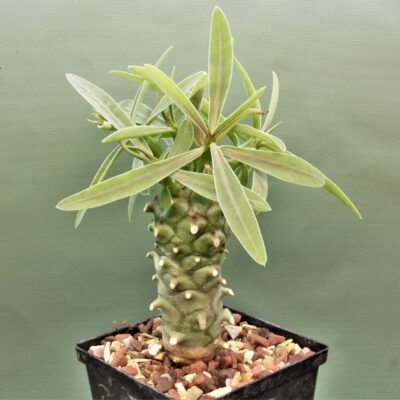 Euphorbia-monteiroi-PV2628.1