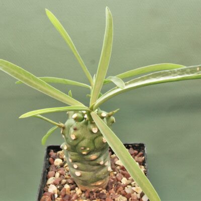 Euphorbia-monteiroi-PV2628.2.