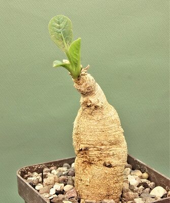 Euphorbia-primulifolia-1