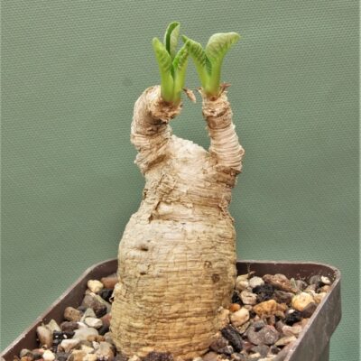 Euphorbia-primulifolia-2