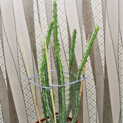 Euphorbia-sp.-nova-aff.-greenway.