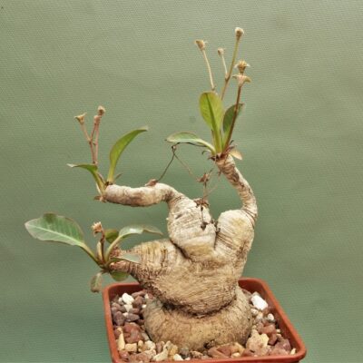Euphorbia-sp.nova-lawantii-n.n-aff.moratii.Ranohira.Madagascar-1.