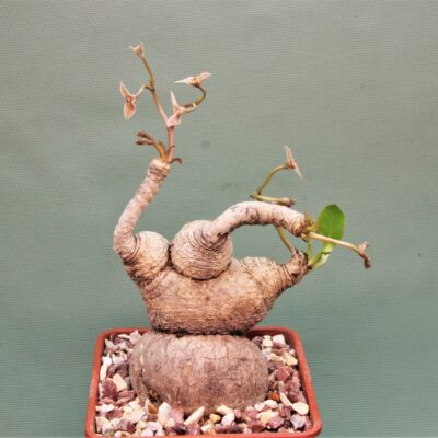 Euphorbia-sp.nova-lawantii-n.n-aff.moratii.Ranohira.Madagascar-1