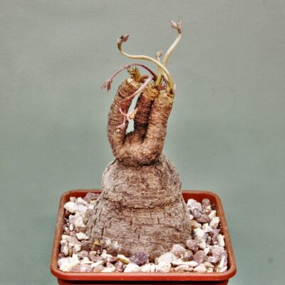 Euphorbia-sp.nova-lawantii-n.n-aff.moratii.Ranohira.Madagascar-2