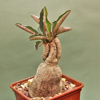 Euphorbia-sp.nova-lawantii-n.n-aff.moratii.Ranohira.Madagascar-2