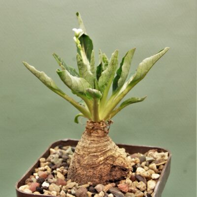 Euphorbia-spannringii-Fish-bone-Varitgatet-leaf-Madagascar-4