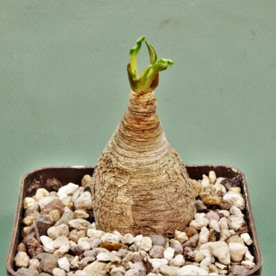 Euphorbia-spannringii-Fish-bone-Varitgatet-leaf-Madagascar-5.