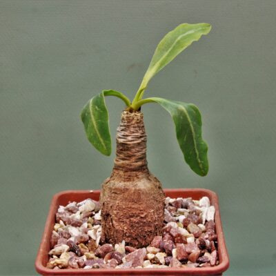 Euphorbia-spannringii-Fish-bone-Varitgatet-leaf-Madagascar