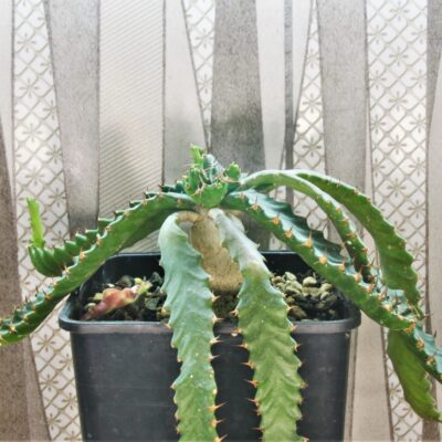 Euphorbia-stellata-1.