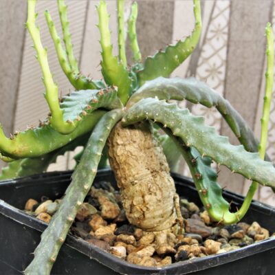 Euphorbia-stellata-2