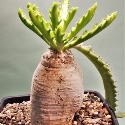 Euphorbia-stellata