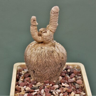 Euphorbia-subapoda