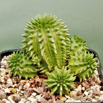 Euphorbia-sussanae-1