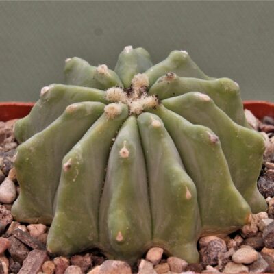 Ferocactus-glaucescens-inermis-1.