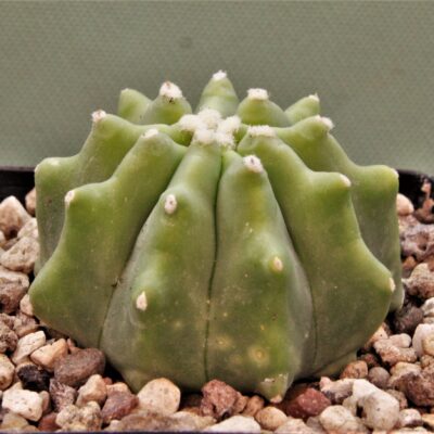 Ferocactus-glaucescens-inermis-2