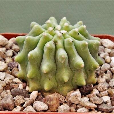 Ferocactus-glaucescens-inermis-3
