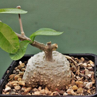 Fockea-edulis-1.
