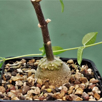 Fockea-edulis-3
