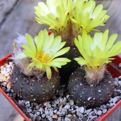 frailea castanea