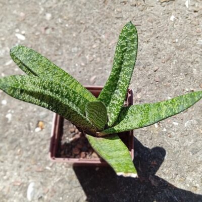 Gasteria batesiana