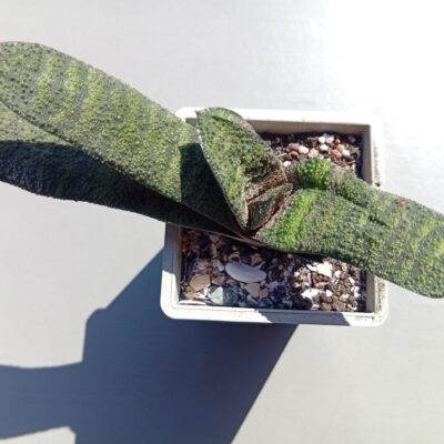 Gasteria batesiana 1