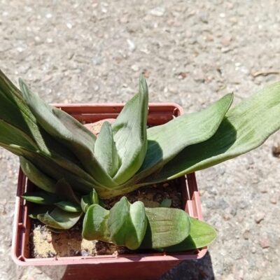 Gasteria bicolor Biformis