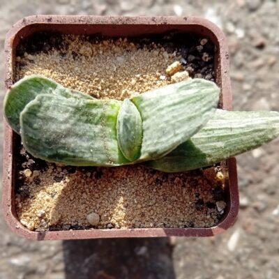 Gasteria disticha variegata