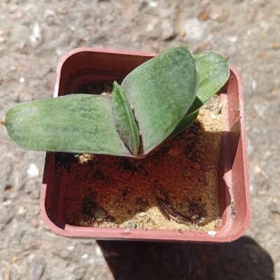 Gasteria exelsa