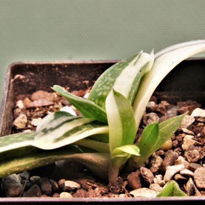 Gasteria-minima-f.-variegata-1