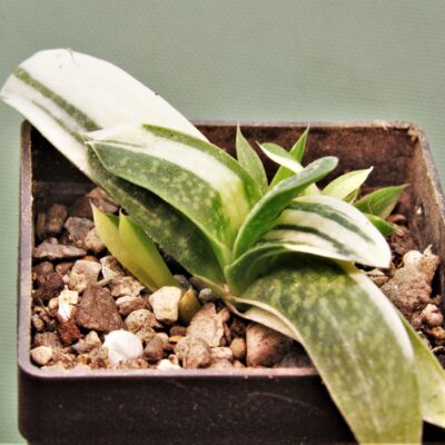 Gasteria-minima-f.-variegata-2