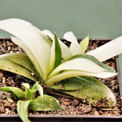 Gasteria-minima-f.-variegata-3