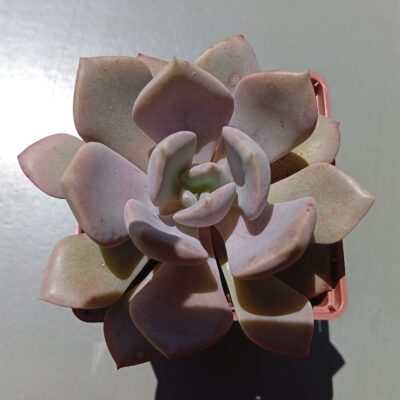 Graptoveria debie
