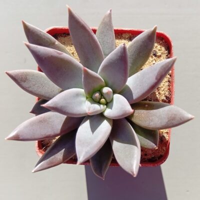 Graptoveria hybr