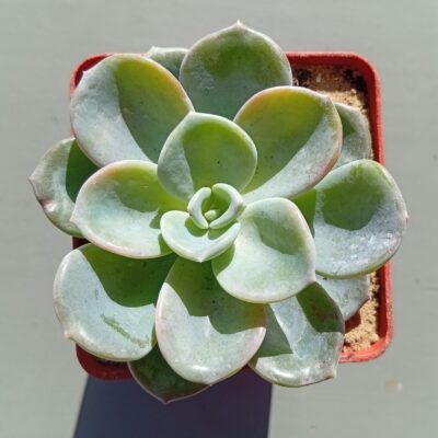 Graptoveria Orpet