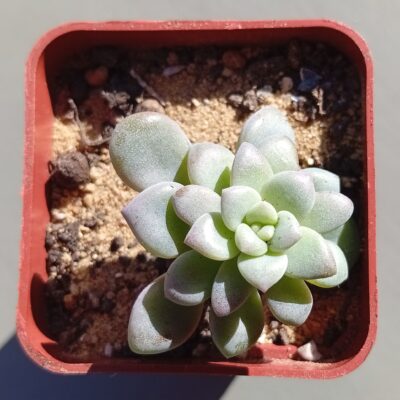 Graptoveria Quens Bowl