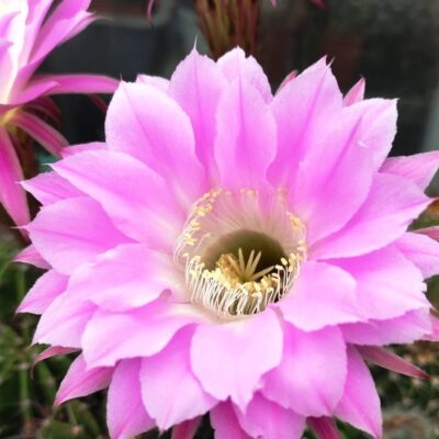 ECHINOPSIS HYBRID - GROSAMER -