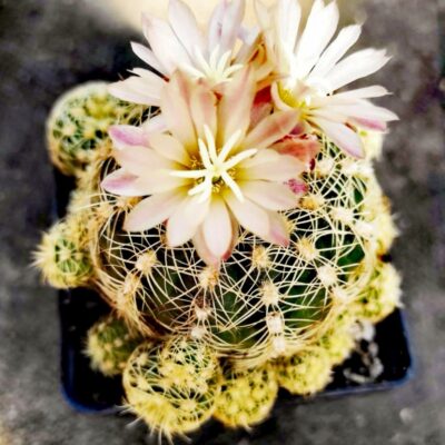 Gymnocalycium bruchii v. albispinum