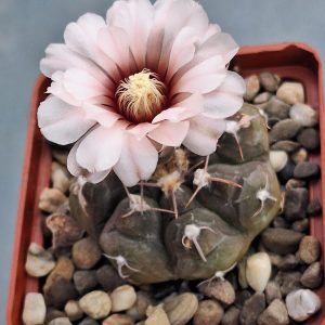 Gymnocalycium prochazkianum STO 1581