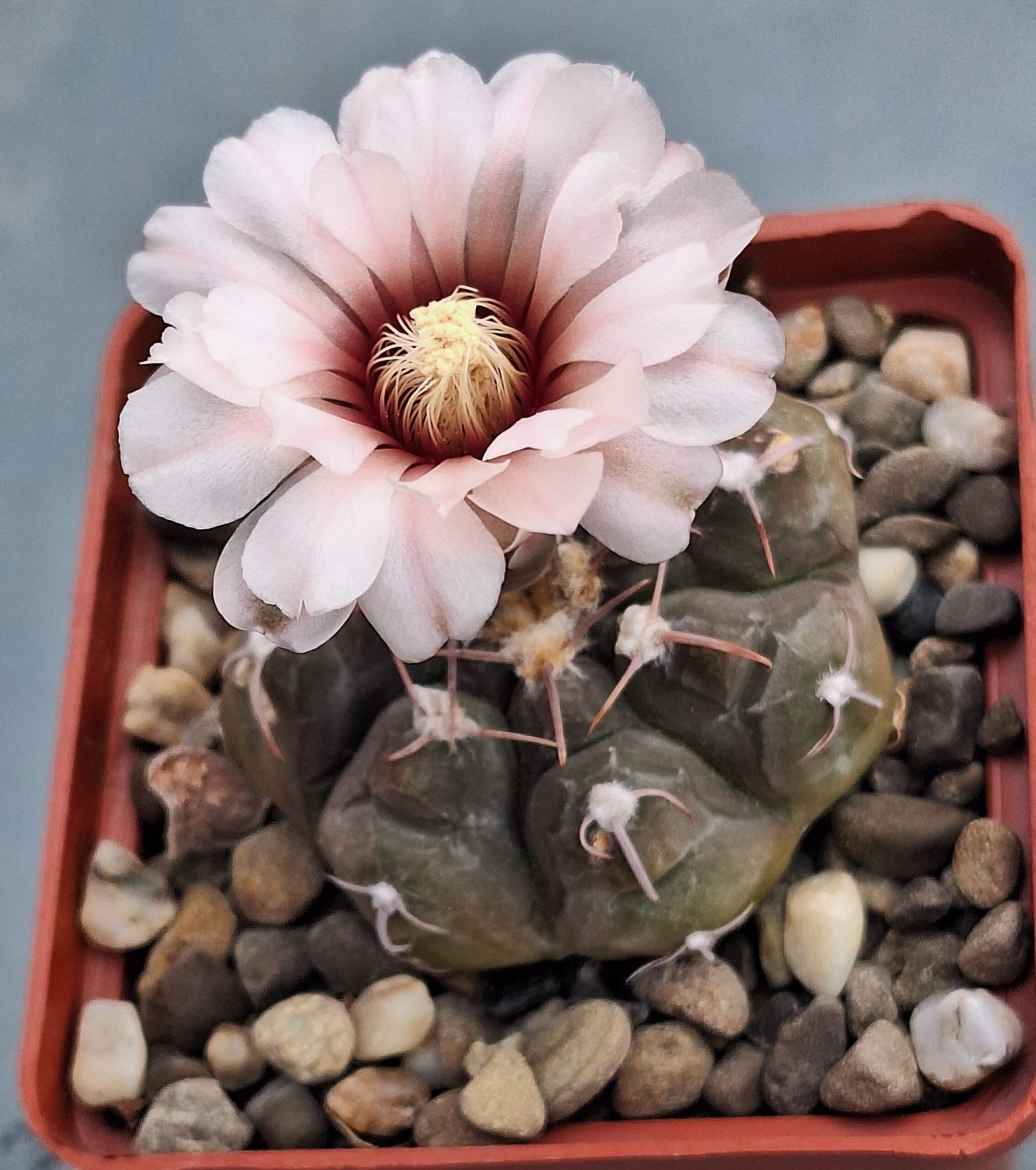 Gymnocalycium prochazkianum STO 1581