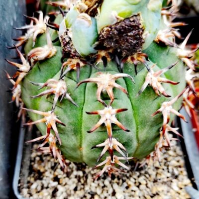 Gymnocalycium spegazzinii v. unguispinum