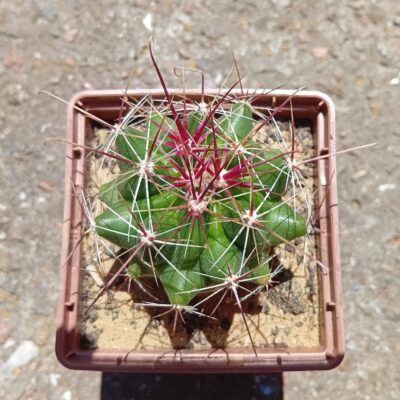 Hamatocactus davisii