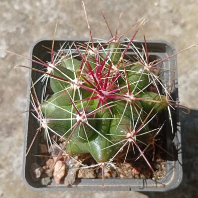 Hamatocactus davisii