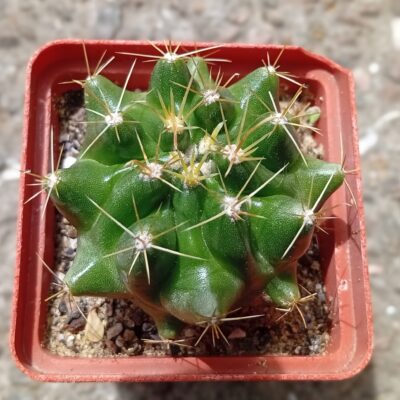 Hamatocactus sinuatus