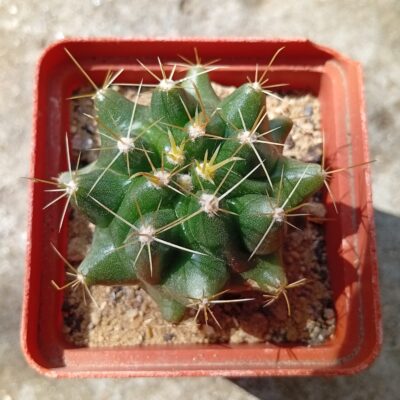 Hamatocactus sinuatusi