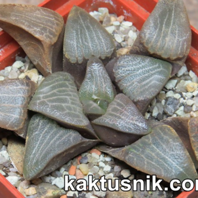 858 Haworthia bayeri -Kammanassie Dam- весь горщик , сіянці